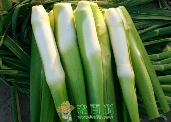 Qingtian local food