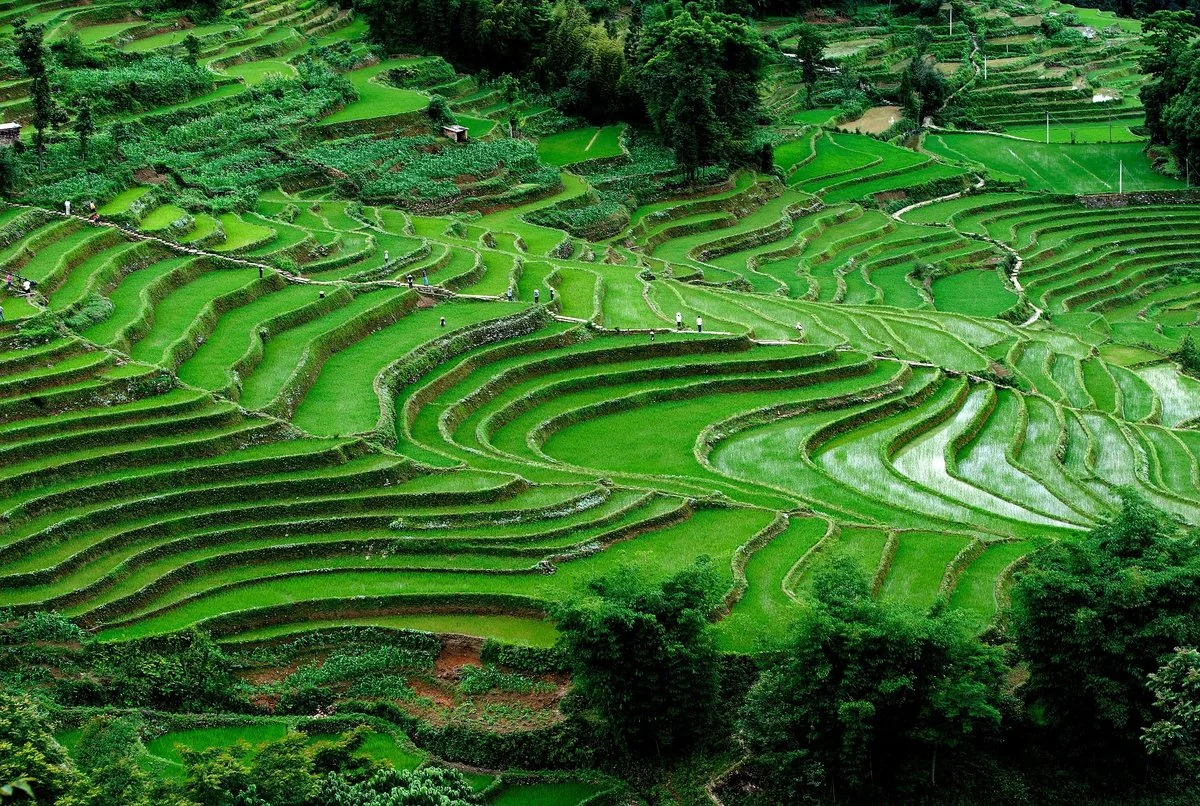 Yuanyang Rice Terraces — photo 1 of 4 (gallery)